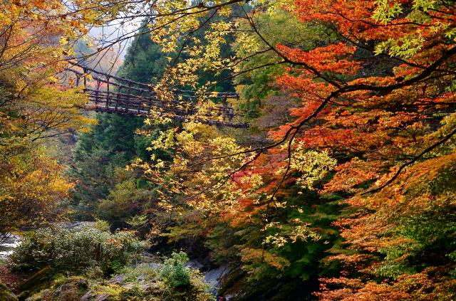 奥二重かずら橋の紅葉 みんなの写真館 ヤマケイオンライン Yamakei Online 山と溪谷社