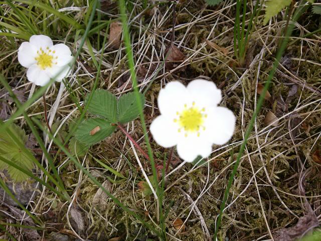 山に咲く花の名前を覚えよう 蓼科山 道端の白い小さな花 Yamakei Online 山と溪谷社