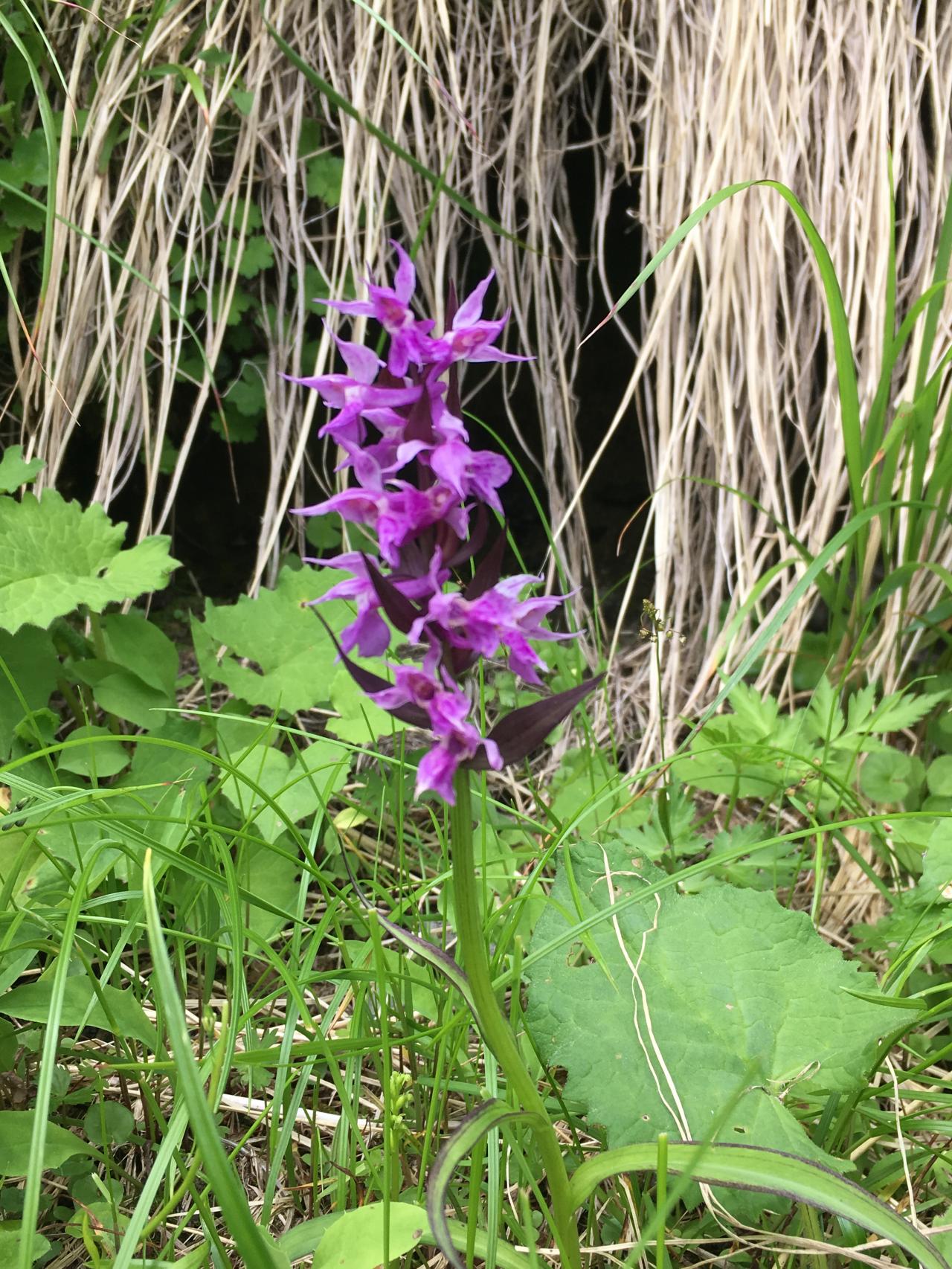 山に咲く花の名前を覚えよう 紫の花 名前わからない Yamakei Online 山と溪谷社