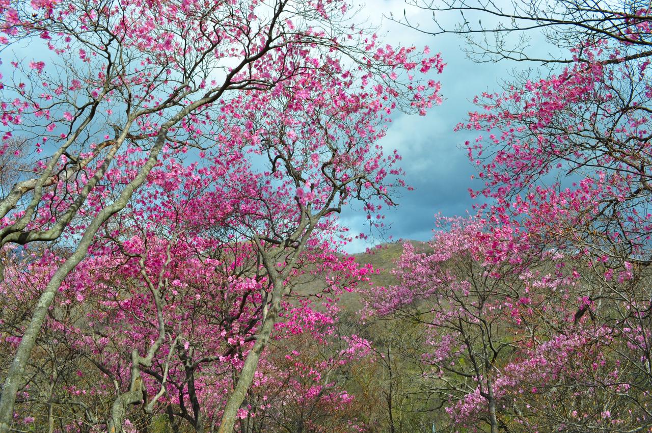 アカヤシオ の 咲く 山