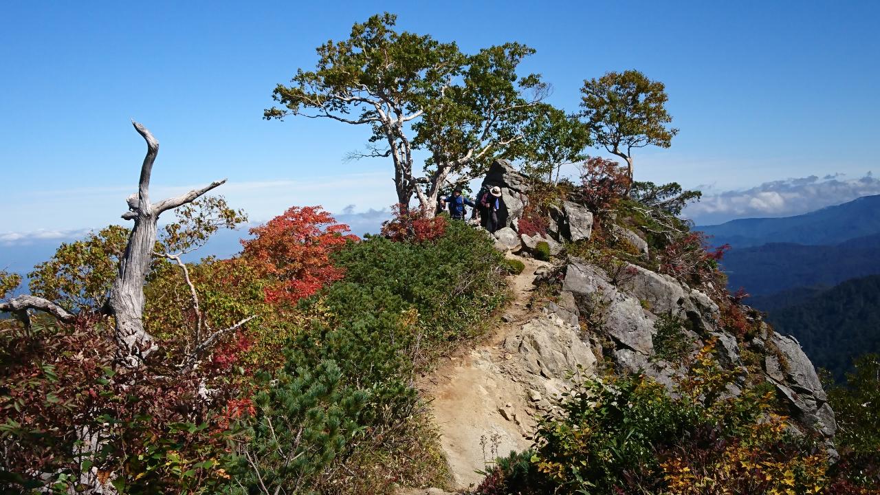 ダケカンバの白い幹と紅葉が鮮やかな飯豊山への登山道 飯豊山 みんなの写真館 ヤマケイオンライン Yamakei Online 山と溪谷社