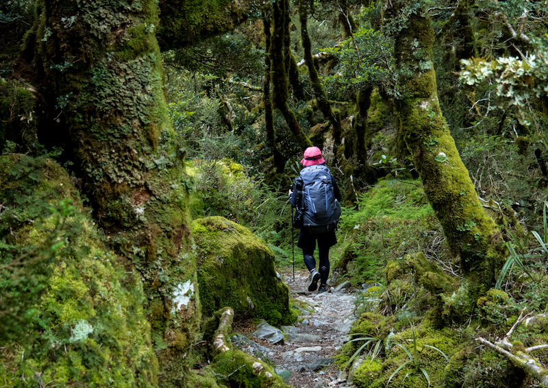 ニュージーランド南島ルートバーントラック。苔生す森の美しさに息を飲んだ