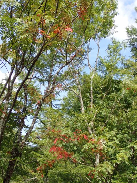 美しい紅葉に出会うために 紅葉の見ごろ を9月の気温から予測してみよう Yamaya ヤマケイオンライン 山と渓谷社
