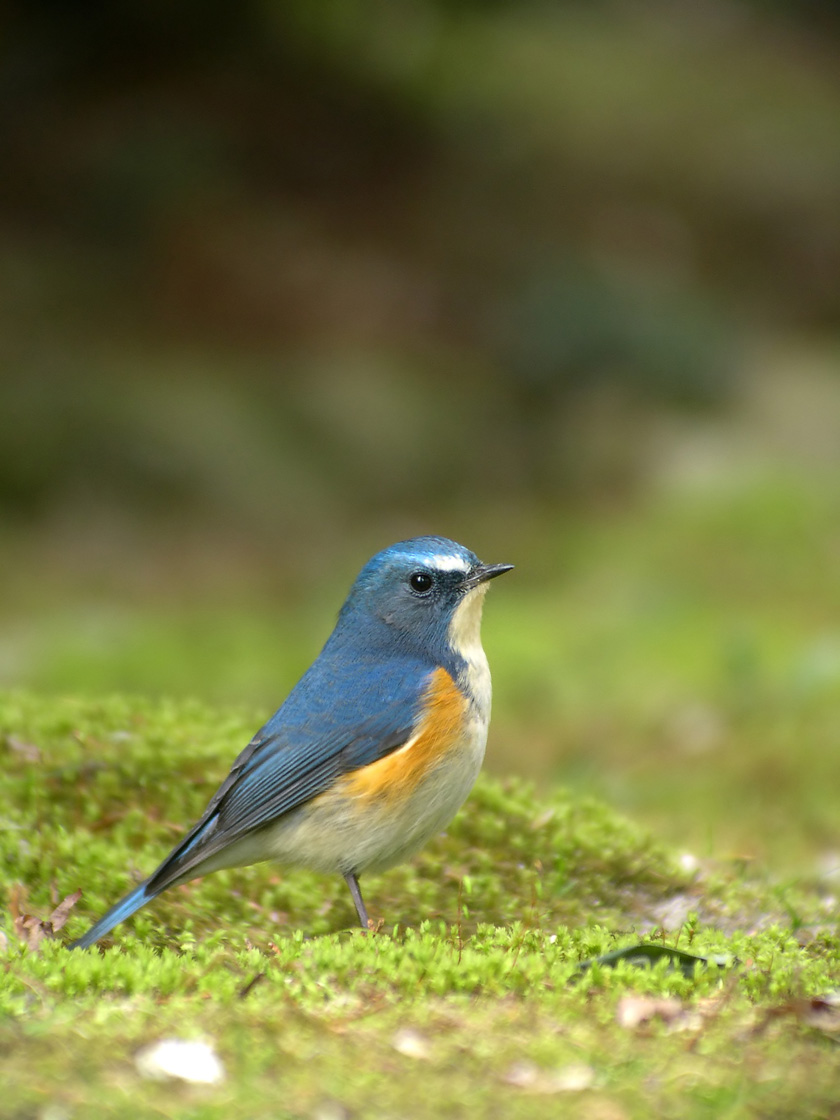 青い鳥 で知られるルリビタキ 若いオスの羽の色が地味なのには理由が