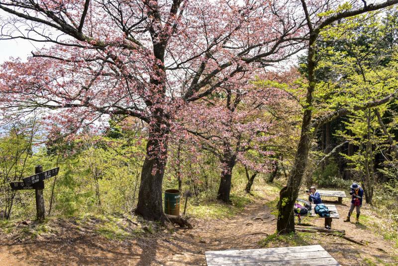 サクラのプロムナードを巡る新緑の生藤山へ Yamaya ヤマケイオンライン 山と渓谷社