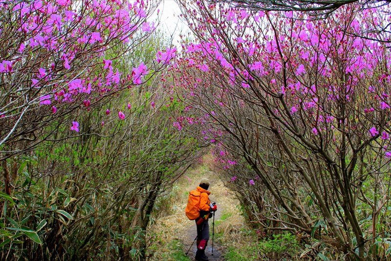 稜線を飾るミツバツツジの大群落 福岡・佐賀 井原山 - 山と溪谷オンライン