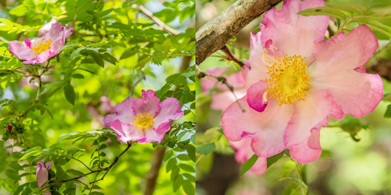 丹沢 不老山に咲く野生のバラ サンショウバラ 山頂の３本の大きな木に色鮮やかに花開く Yamaya ヤマケイオンライン 山と渓谷社