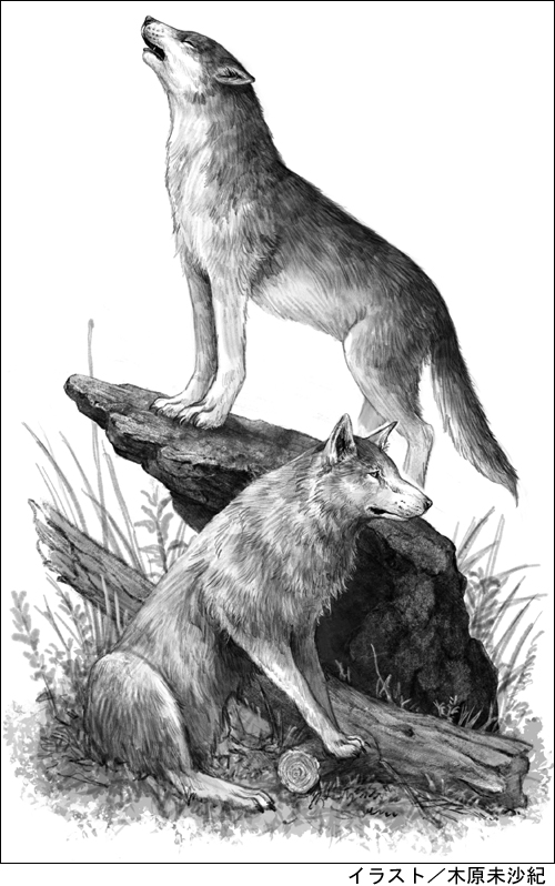 オオカミの切ない本音 一匹狼 はじつは孤独を好んでいるわけじゃない Yamaya ヤマケイオンライン 山と渓谷社