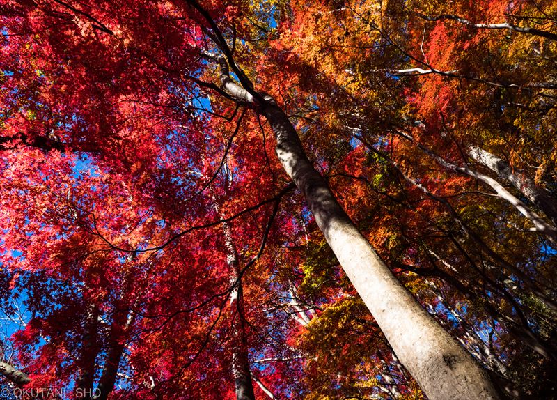 茨城県 袋田の滝 月居山で晩秋の紅葉を楽しむ Yamaya ヤマケイオンライン 山と渓谷社