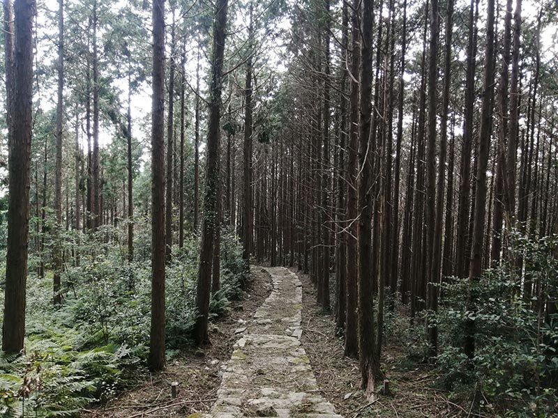 琴平神社の参道