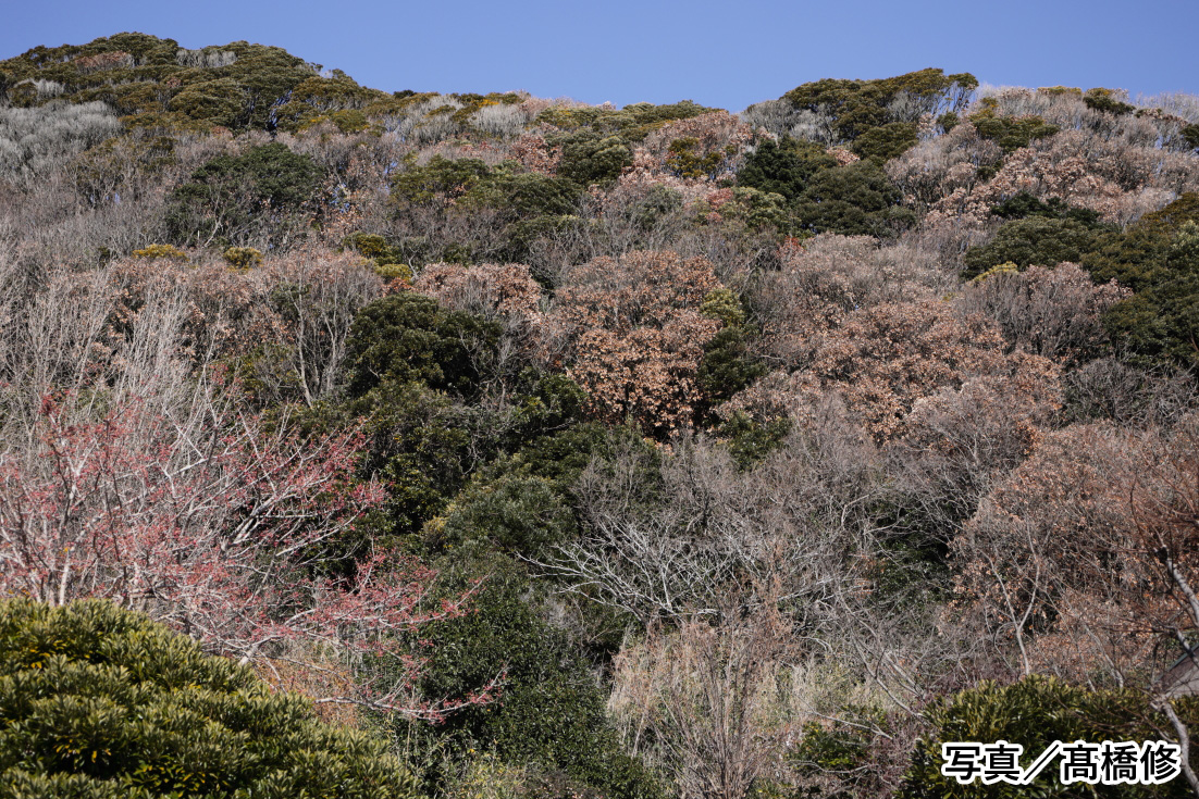 日本の雑木林で今 何かが起きているのか ナラ枯れ で泣いているように樹液を流すコナラたち Yamaya ヤマケイオンライン 山と渓谷社