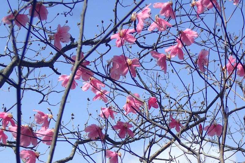 奥多摩・高水三山で早くもアカヤシオが開花