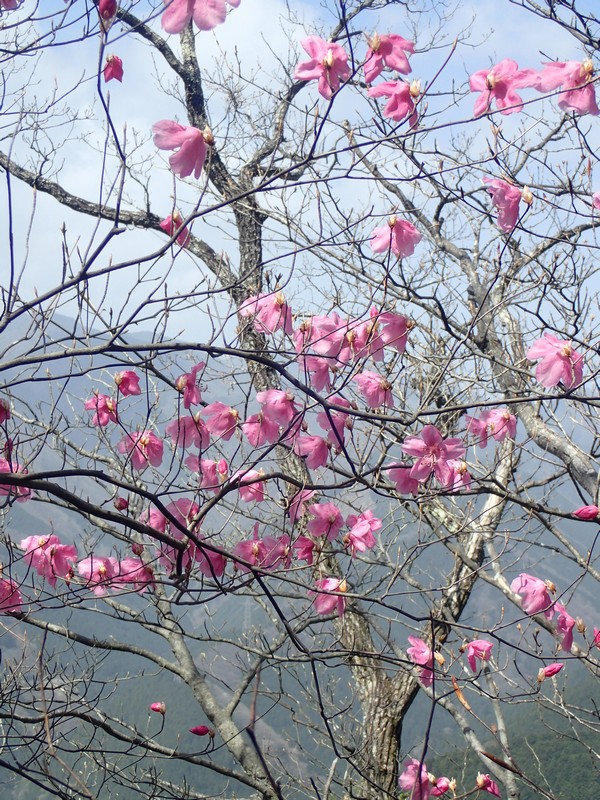 岩茸石山の山頂付近にひっそり咲いているアカヤシオ