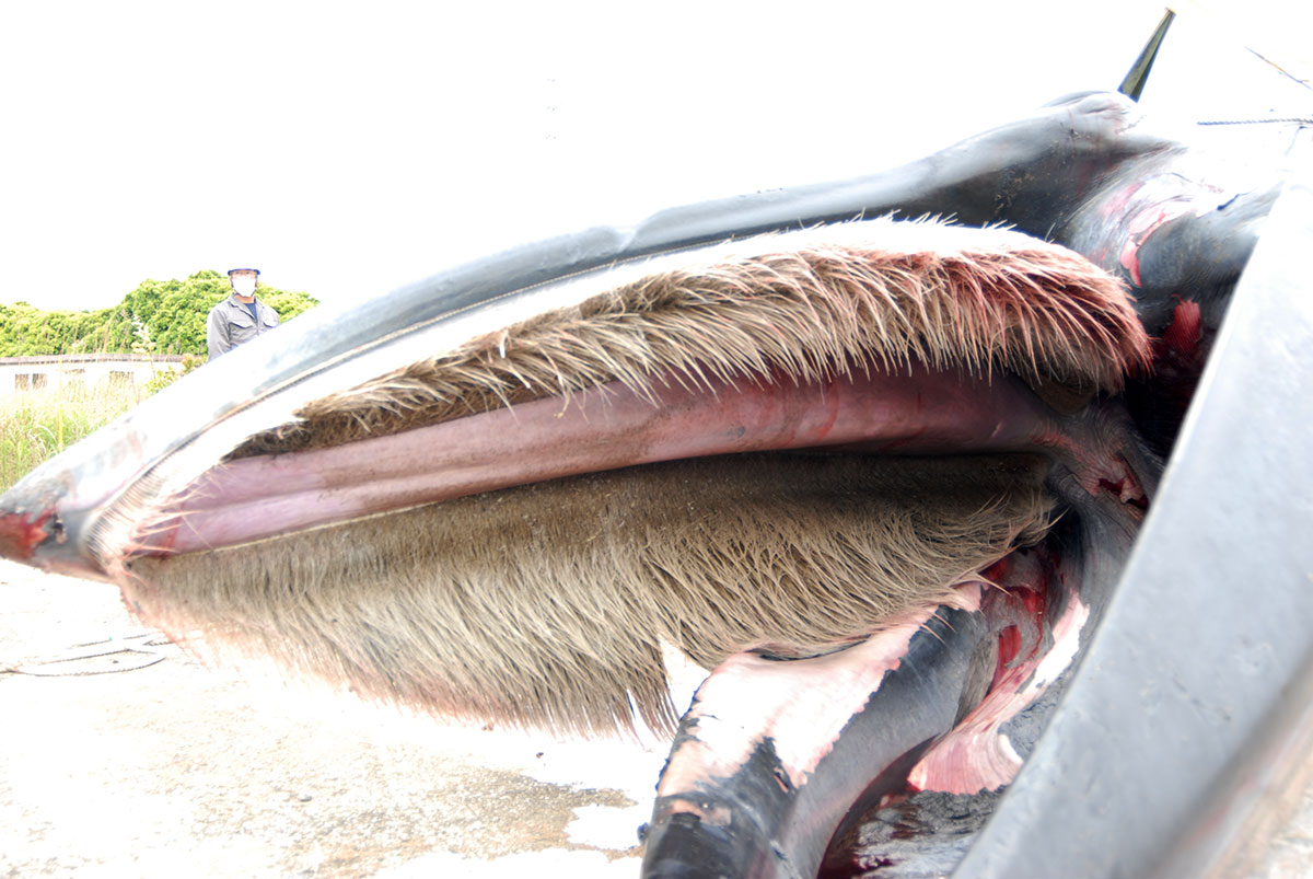 マッコウクジラ歯、鯨の髭 、抹香鯨歯-