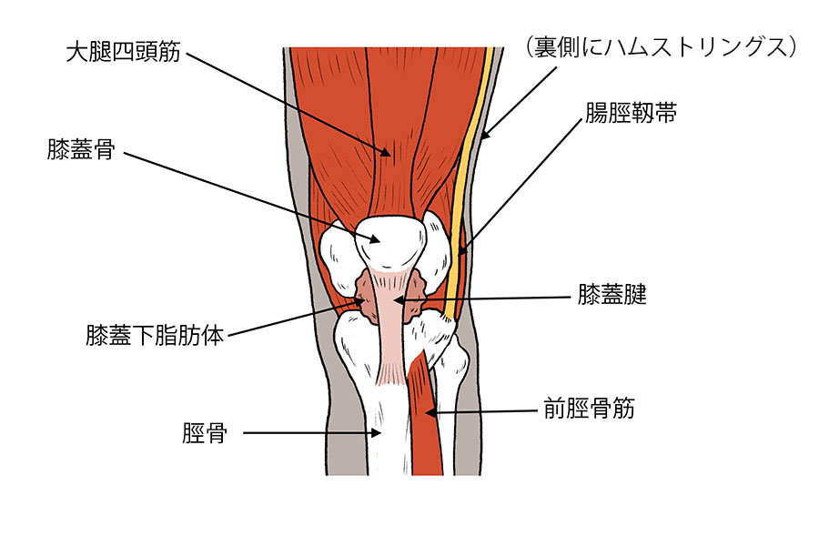 膝の痛み対策講座 登山で膝が痛くなる原因とは Yamaya ヤマケイオンライン 山と渓谷社