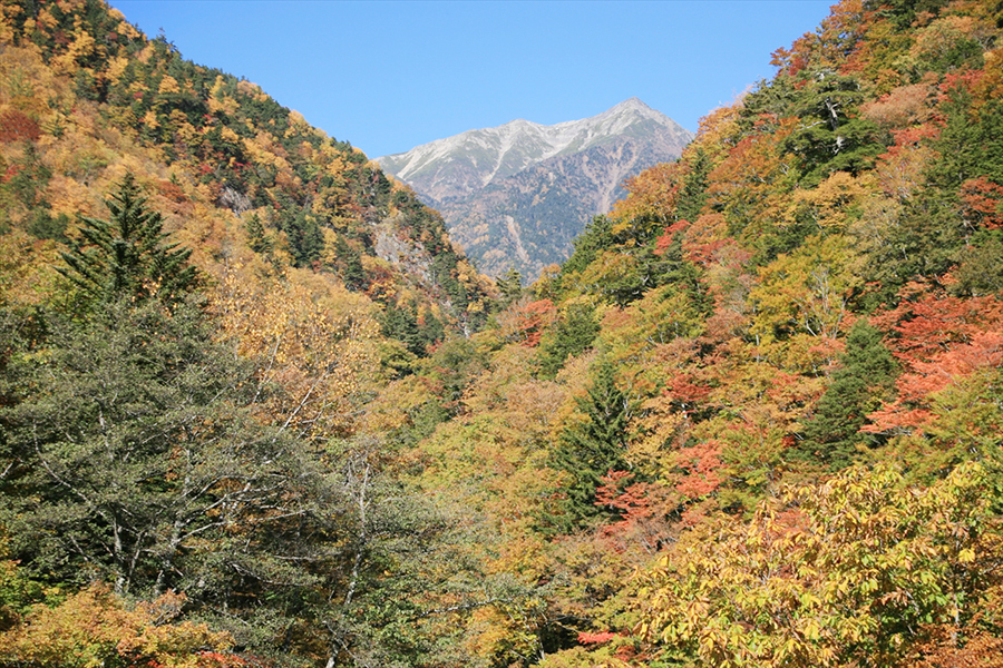 椹島・牛首峠から赤石沢の奥に赤石岳山頂部を見る（11月上旬）