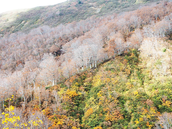 湯殿山参籠所から見えるブナ林。葉を落とした姿もまた美しい