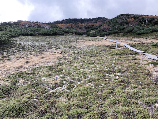 光岳センジヶ原の亀甲状土。凍結や融解を繰り返し作り出された周氷河地形といわれている