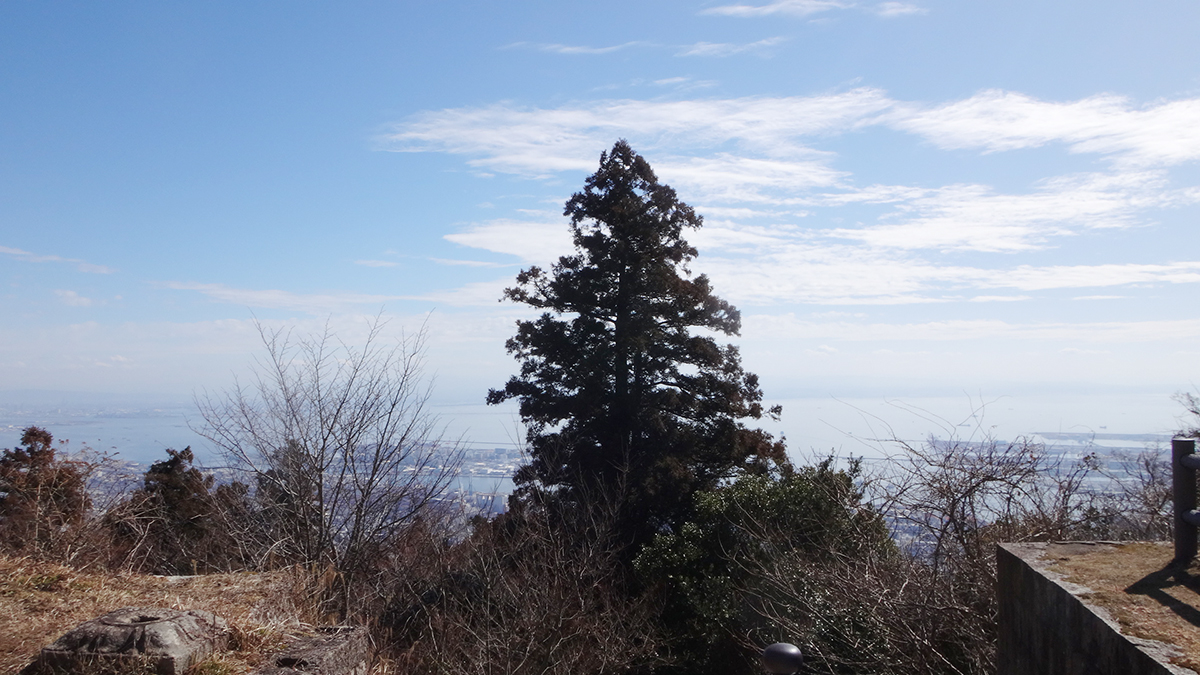 大きな杉の向こうに海が見える。晴れていれば、大阪から紀州にかけての山並みも一望