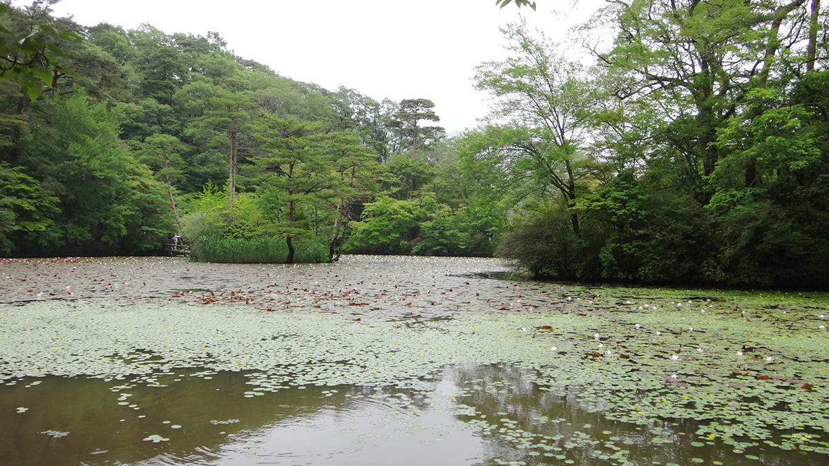 森林植物園の長谷池