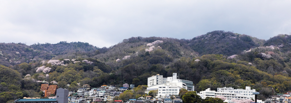神戸薬科大学の上に出現する桜色の尾根。写真提供＝岡本（ほくら～ととや）桜回廊づくりプロジェクト