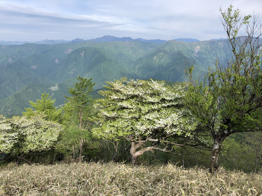 シロヤシオが美しい十枚山山頂部の北端。右の木に隠れているのが山伏。遠くに大無間山と光岳