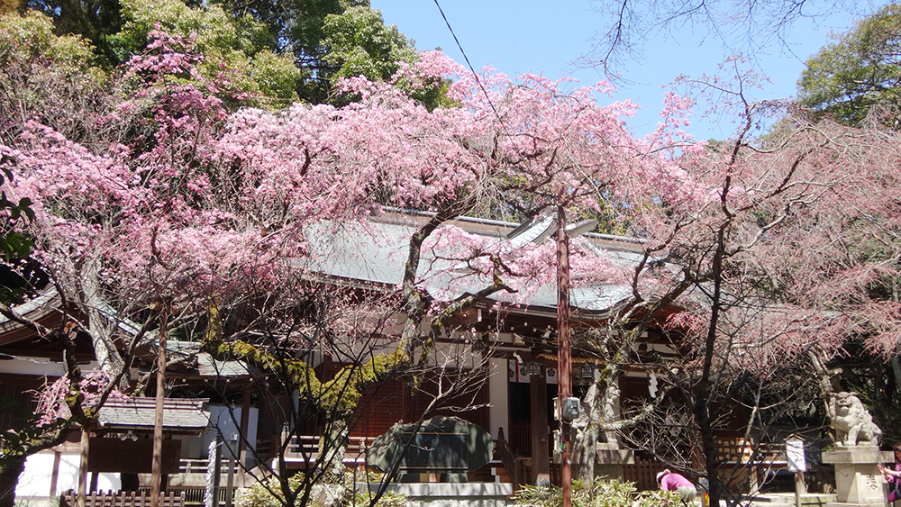 保久良神社本殿前の枝垂れ桜
