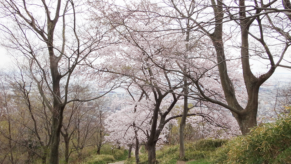 桜回廊の尾根道