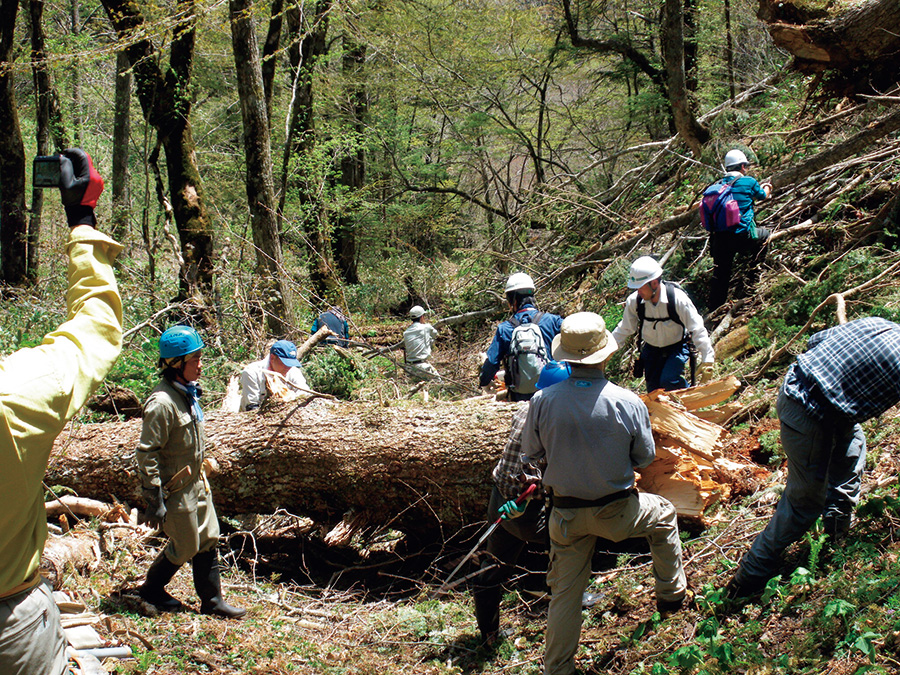 徳本峠道で巨大な倒木の撤去作業をするメンバーたち