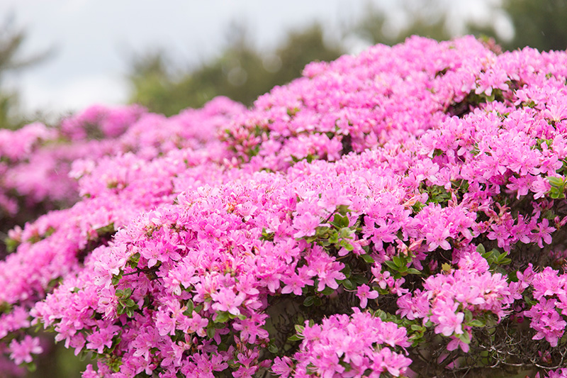 ５月上旬に咲くミヤマキリシマ
