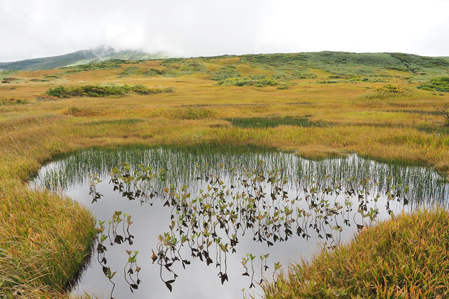 弥陀ヶ原湿原の池塘。手前にミツガシワ、後方にミヤマホタルイが生育