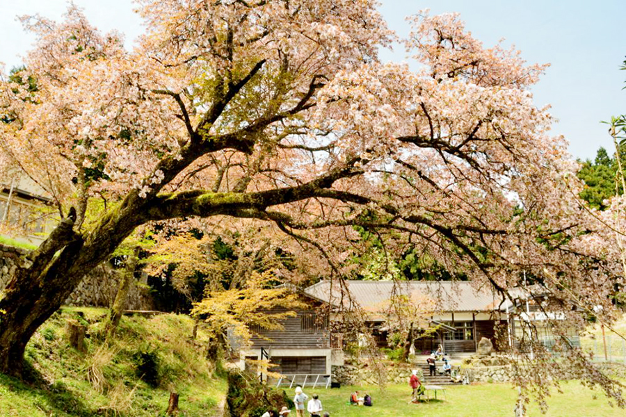 旧久保小学校、くどやま森の童話館。桜の老木があり、春には壮観な風景となる