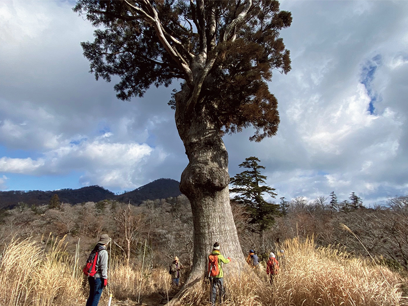 鬼の目山に自生する樹高20ｍにもなる天然杉の巨木「鬼の目杉」