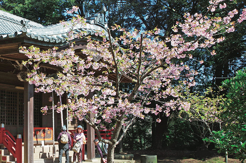 吾妻神社に咲くカワヅザクラ