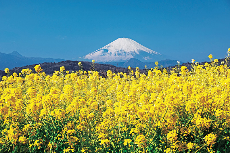 吾妻山の一番人気の景色