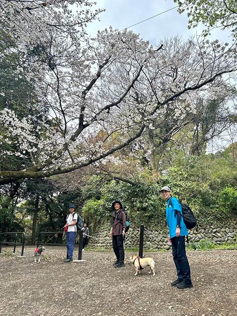 満開の桜を求めて源氏山へ