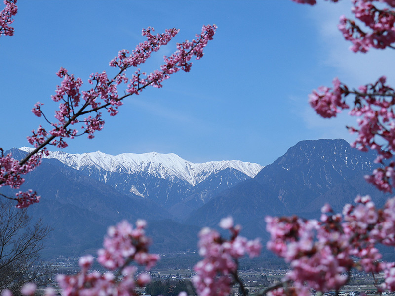 大天井岳と有明山を背景に咲く桜