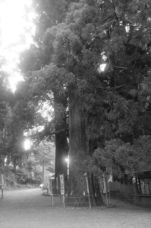 山住神社は現在も境内に大木が林立する