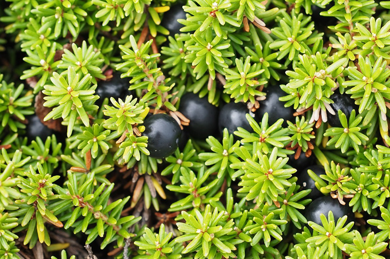 ガンコウランの黒い果実