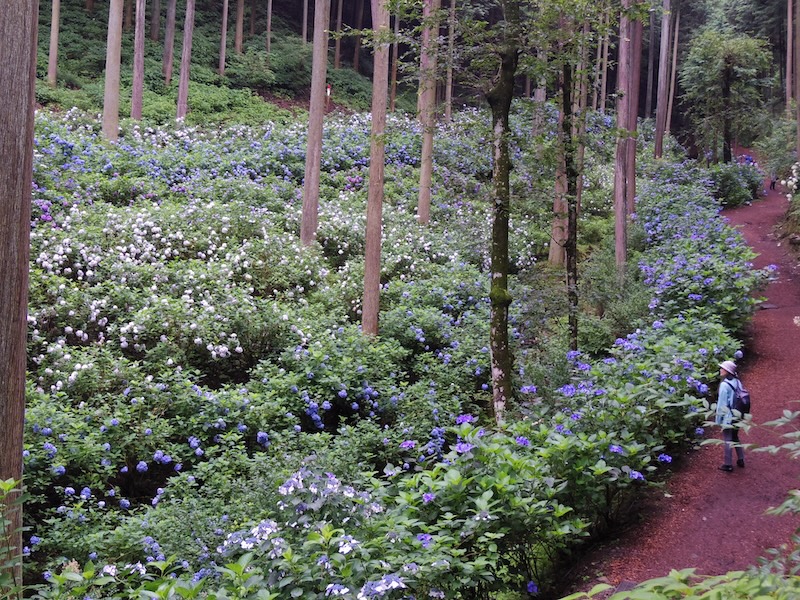 南沢あじさい山