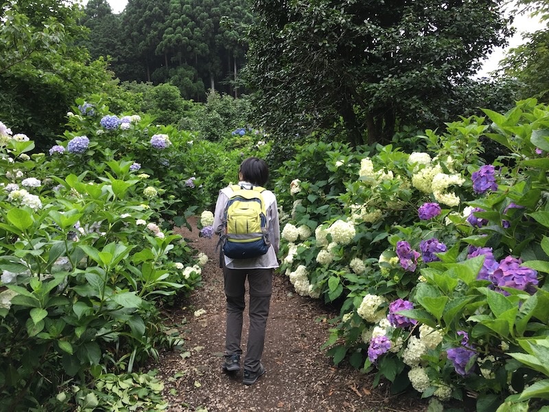南沢あじさい山