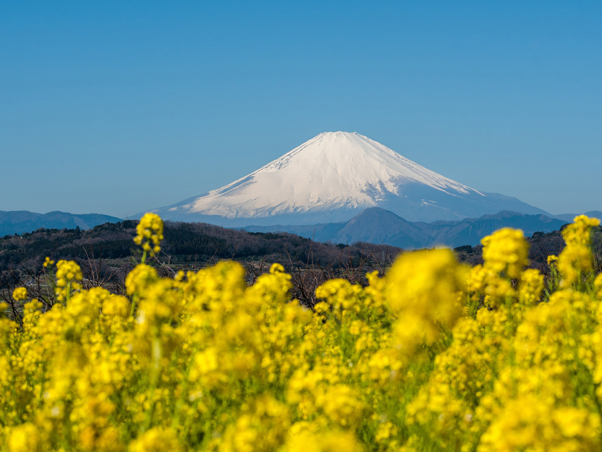 駅から歩いて菜の花に包まれた富士山を展望できる二宮吾妻山 山歩きを再開に適した展望ハイキング Yamaya ヤマケイオンライン 山と渓谷社