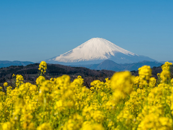 菜の花に包まれた富士山を展望