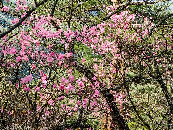 アカヤシオ咲くヤセ尾根と岩稜