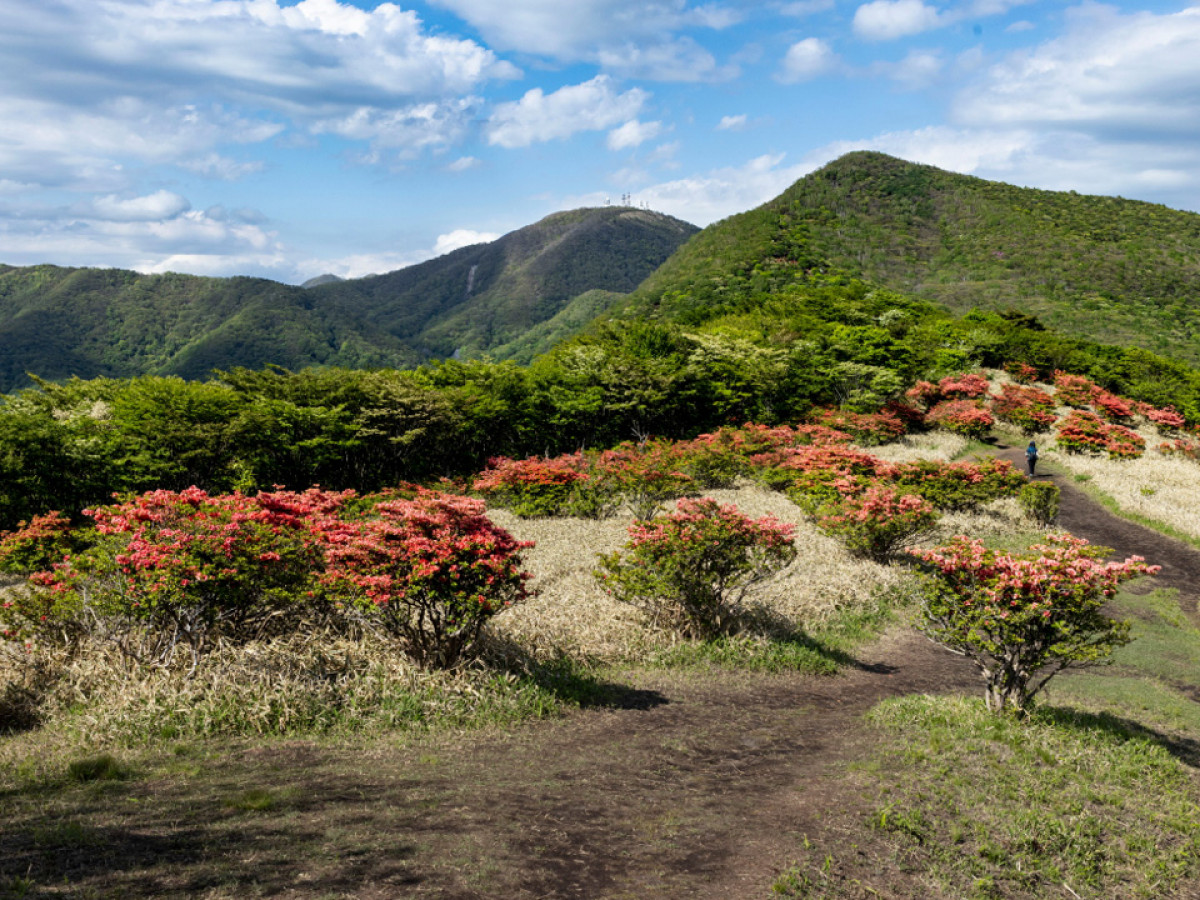 赤城山はツツジの季節 ツツジの仲間は見分けるのが難しい というが Yamaya ヤマケイオンライン 山と渓谷社