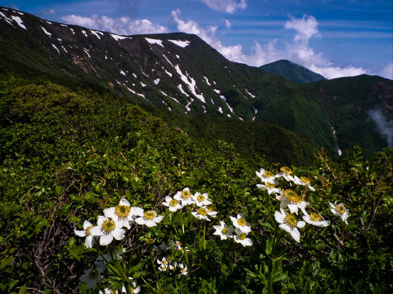 ハクサンイチゲが咲き誇る花の稜線