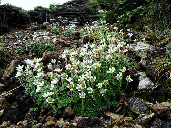 高山植物の楽園 北海道 大雪山 豊かで変化の大きい自然環境に咲く花たち Yamaya ヤマケイオンライン 山と渓谷社
