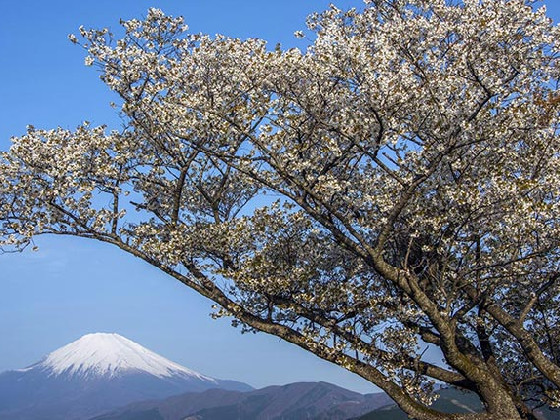 桜と富士山をお手軽な山から堪能