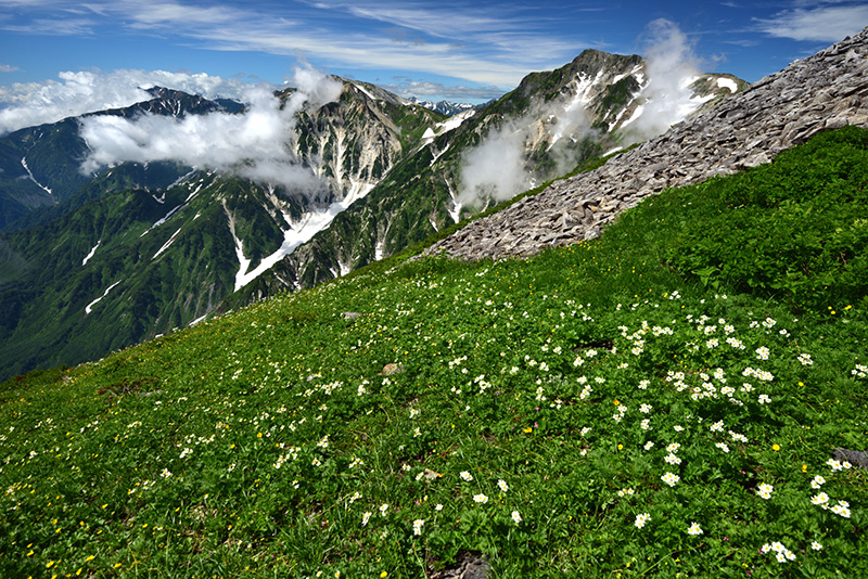 小蓮華山手前にあるハクサンイチゲのお花畑と白馬三山（写真＝菊池哲男）