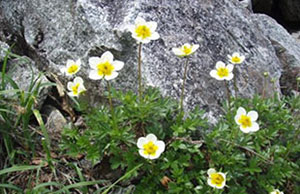 山に咲く花の名前を覚えよう 知っていれば もっと山を楽しめる 覚えておきたい花24選 Yamakei Online 山と溪谷社